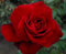 Crimson Cascade - Red Climbing Rose - 4L Potted