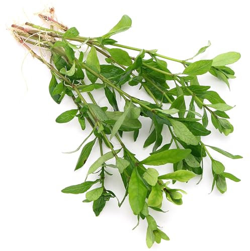 K2AQUA Hygrophila Polysperma Live Aquarium Plant Fast Growing Low Maintenance Ideal for Freshwater Tanks Beginner Friendly Shrimp Safe Free from Snails