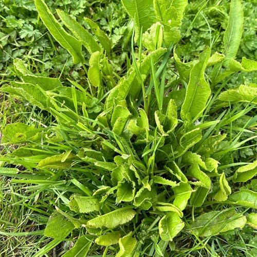 semi di rafano biologici - resistenti, giardino perenni esotiche 300pcs