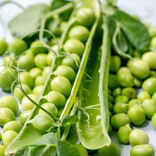 semillas de guisantes orgánicos resistentes para el jardín de guisantes Comprar invierno orgánicas, orgánicas balcón invernadero 200pcs
