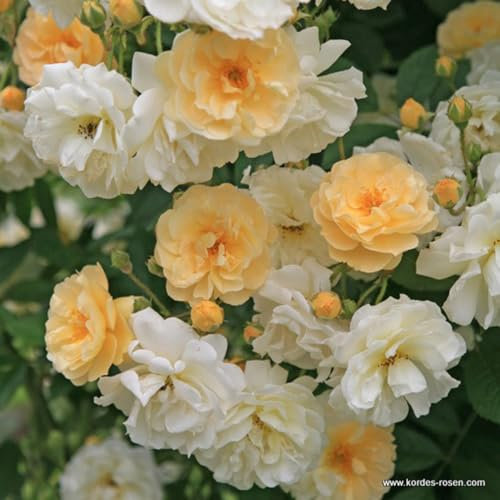 2 x Rosier - Rosa 'Ghislaine de Féligonde' pot 25-30 cm - Un rosier grimpant romantique en Rosier vif