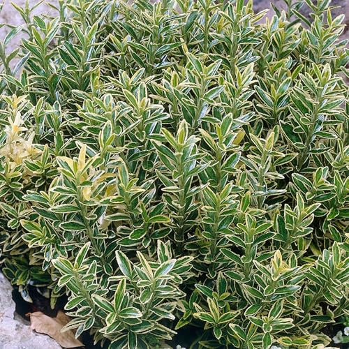 Euonymus Microphyllus Aureovariegatus Plantes d'Arbustes Prêtes pour le Jardin Extérieur en Pot