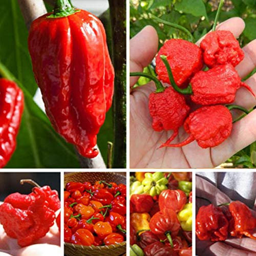 Naga Chilli Seed for Planting - Naga Morich Chilli Seeds - High Yield 20 Seeds