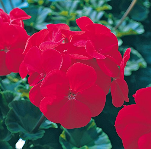 JustSeed - Flower - Geranium - Horizon F1 - Red - 10 Seeds