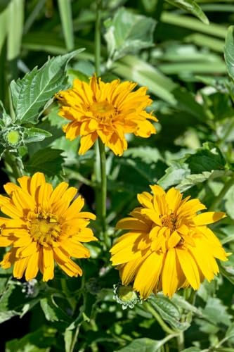 Heliopsis scabra 'Sommersonne' 11x11 cm Topf – Winterhart, Mehrjährig, Pflegeleicht – Sonnenauge – Staude für Beet & Garten