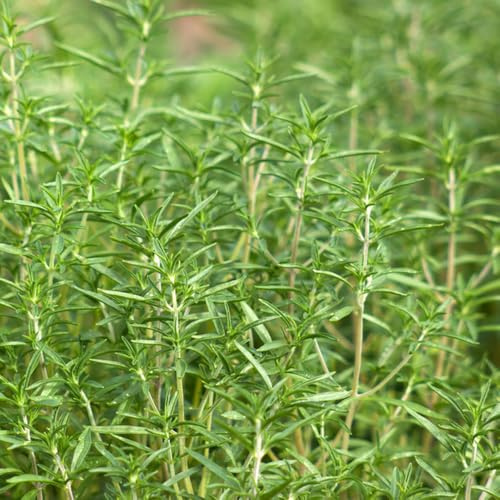 Semillas de ajedrea, perenne, resistente al invierno. para balcón o invernadero, 50pcs