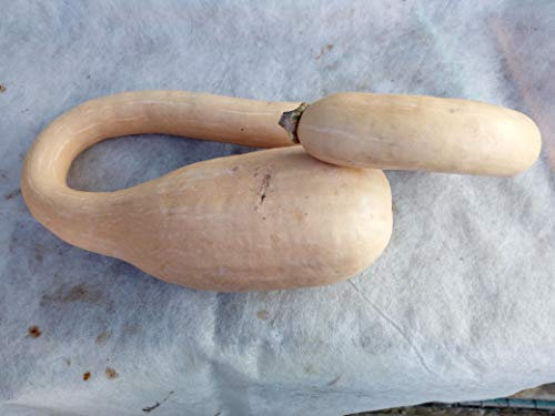 Portal Cool Bio Courge Trombetta D « Albenga De Squash Seeds Organic