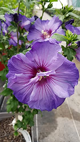 Hibiscus syriacus Ultramarine® II/Althéa bleu lavande au cœur pourpré/Conteneur de 3 à 4 litres