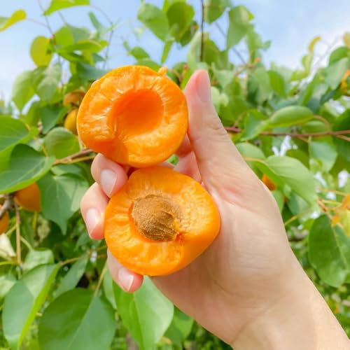 semi resistenti di albicocca - balconi in vaso 10pcs