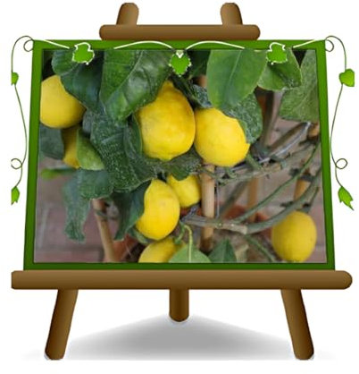 Cítricos Limón Citrus Limon Planta de fruta en maceta de 26 - Árbol máx. 120 cm