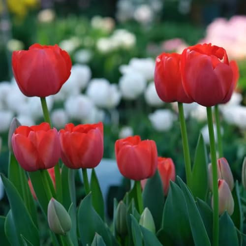 tulpenzwiebeln balkon garten tulpen zwiebeln, tulpenzwiebel exotische pflanzen winterharte pflanzen für garten, winterharte kübelpflanzen, frühlingsblüher zwiebeln, kräutergarten 1pcs