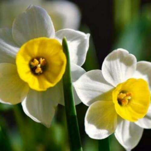 Schöne und farbenfrohe Narzissen – winterharte Staude – leuchtend und dekorativ für den Garten und Innentöpfe – pflegeleicht-10 rhizome-C
