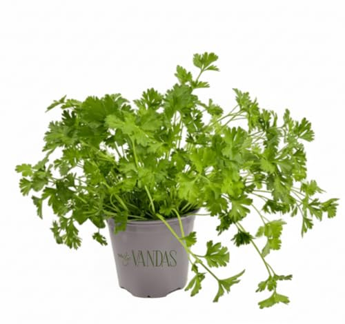 VANDAS Prezzemolo Comune – Pianta Aromatica Mediterranea | Foglie Fresche per Cucina | Vaso 12.5cm | Facile da Coltivare | Made in Italy (3)