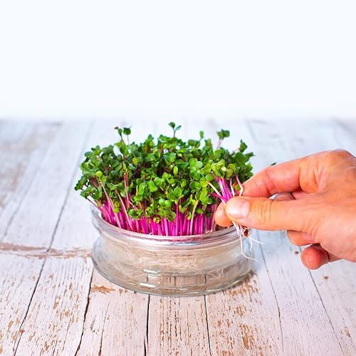 Germogliamo - Germogliatore Automatico in Vetro | La Germogliera