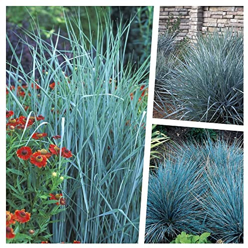 3 x Blaue Ziergras Kollektion im 1 Liter Topf (Ziergras/Gräser/Winterhart/Mehrjährig/Staude/Stauden) Drei Gräser, die mit blauer Eleganz verzaubern - Blickfang - von Stauden Gänge