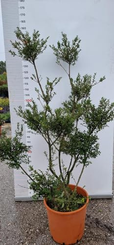 Planta Ilex Crenata Pompón Florero Clt 25 (Foto Real) Acebo