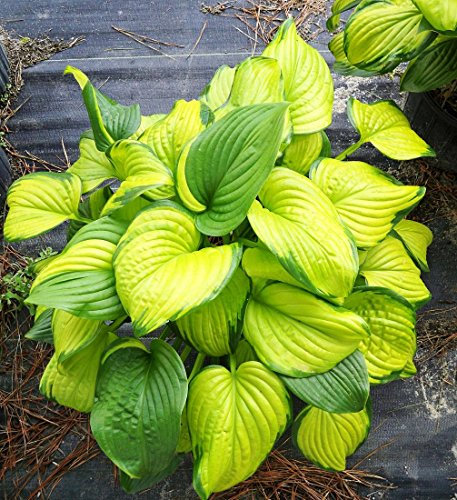 5 graines de Hosta Inniswood Or feuillage panaché