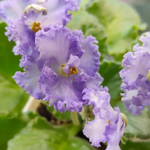 Usambaraveilchen Kaufen Samen, balkonpflanzen winterhart Saintpaulia ionantha, pflanzen samen pflanzen für draußen winterhart winterharte pflanzen für balkon blumensamen mehrjährig 500pcs