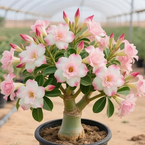 Winterharte Wüstenrose - Vielfältige Wüstenrose für Langjährige Blühfreude im Garten-1Rhizome-B