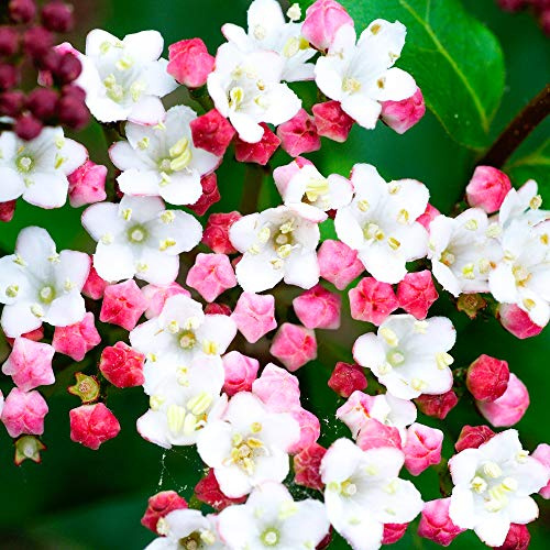 GardenersDream Viburnum Tinus Laurustinus Plant - Outdoor Garden Ready Flowering Shrub - Beautiful Evergreen Garden Shrub - Potted Outdoor Plant for Borders and Patios (3 Litre Pot, 30-50cm)