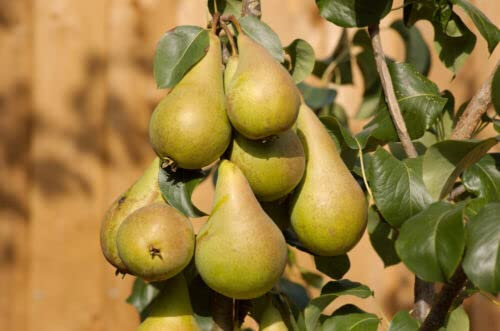 1 x Dwarf Patio Concorde Pear Tree in 5L Pot Miniature, Sweet & Juicy Pear