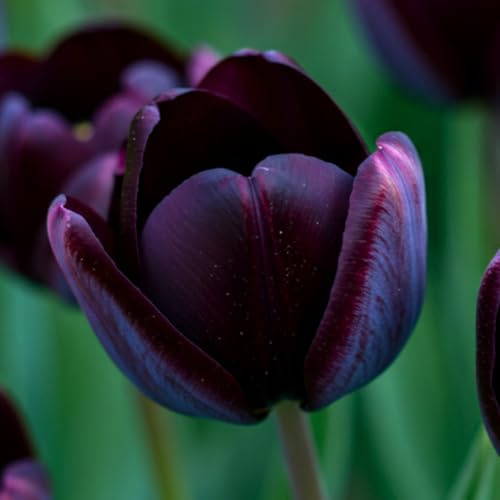 Black Queen of The Night Tulip Bulbs - Fresh Bulbs for Planting - Ship from Iowa, USA (10 Bulbs)