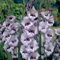 Bulbi di gladiolo, Gladiolo pianta，Piantagione di gladioli in giardino,Piante perenni dai colori vivaci, Creano un romantico paesaggio fiorito-3 bulbi-H