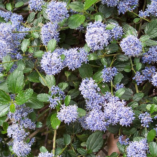Ceanothus repens Arbusto da Giardino da Esterno Sempreverde Pianta Resistente in Vaso – Ideale per Aiuole, Bordure e altro