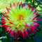 Bulbos De Dalia Resistentes, TubéRculos De Dalia, DecoracióN Para JardíN Y BalcóN, Perenne-10 bulbos-K