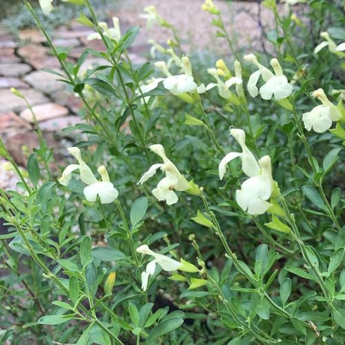semillas de salvia organicas - jardín, resistentes interior 30pcs