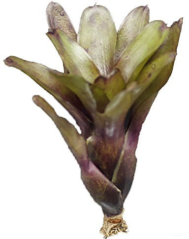 Bromelie, Neoregelia mephisto, ungetopft, Bromeliengewächs