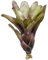 Bromelie, Neoregelia mephisto, ungetopft, Bromeliengewächs