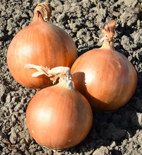 White Onion Plug Plants - Grow Your Own from Our Premium Quality Plants (6)