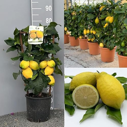 Planta de limón SAVINI VIVAI, árbol de cítricos Lunario, espaldera de limón en maceta de 20 cm altura 60-70 cm 2-3 años de injerto, fabricado en Italia