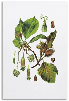 HNPBB Plant Poster Fagus Sylvatica & European Beech Poster Decorative Painting Canvas Wall Posters And Art Picture Print Modern Family Bedroom Decor Posters 20x30inch(50x75cm)