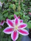 Clematis Angela - 60-100 cm - Waldrebe Angela