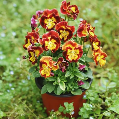 semi di viola del pensiero, resistenti giardino esotiche esterno decorativa per balcone 1200pcs