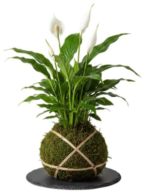 Lirio de la Paz en Kokedama DECOALIVE - Planta de Interior Natural | Espatifilo Vivo con Musgo | Decoración Minimalista