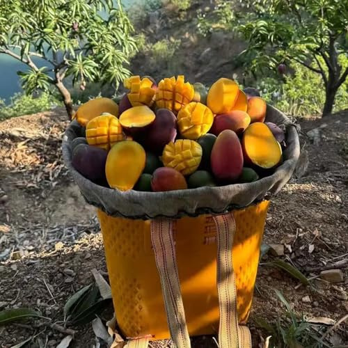 12 piezas Semillas de mango resistentes árboles resistentes al jardín, frutos de árboles frutales Semillas de mango plantas macetas resistentes a la fruta fresca invernadero balcón