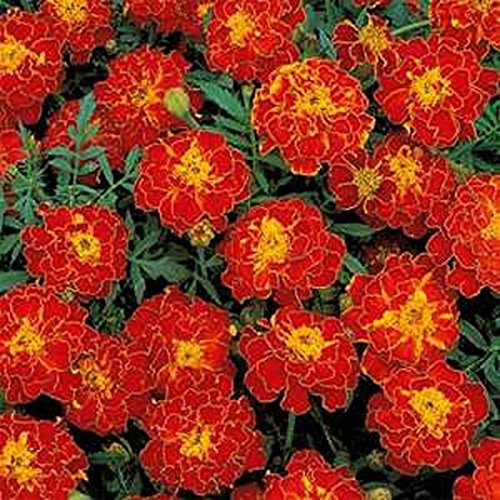 Marigold - (Tagetes Patula Nana Double Brocade) - Rouge - 50 graines