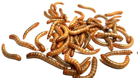 Generisch Mehlwürmer lebend 1 Kg