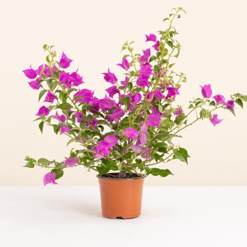 Fleurs et Délices - Bougainvillier Rose - Plante Fleurie - Sans cache-pot - Fabrication Française Artisanale de Qualité - Plante à Offrir - Cadeau Fête des Pères - Cadeau Papa
