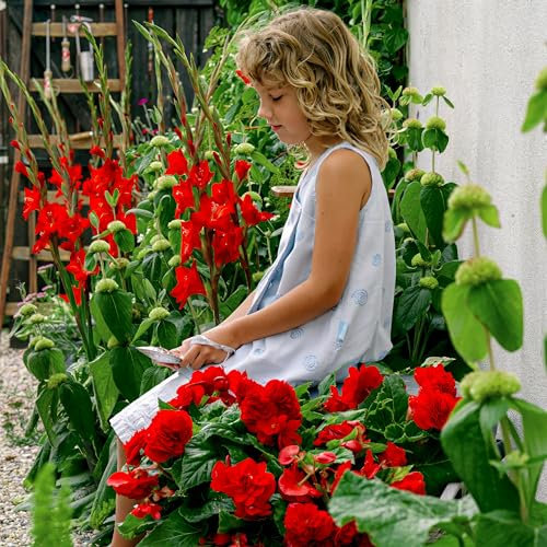 Bégonia Double Rouge, 5 bulbes de bégonia de Hollande, Véritable plante de bégonia en pot (pas de graines et pas artificiel), vivace pour pots et balcons, pas rustique.