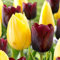 Tulipán Bulbos, Bulbos De Jardín, Bulbos de Tulipán, Winterharte, Decoración De Balcones, Flores Cortadas, Plantas Perennes-20 Bulbos-B