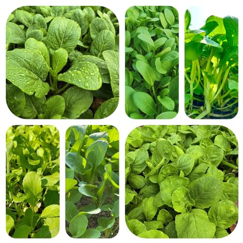 Semillas de pak choi - interior exóticas col mostaza china resistentes en jardín interior resistentes jardín rocas 500pcs