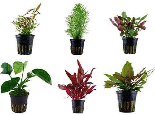 Tropica Mitte Set mit 6 Topf Pflanzen Aquariumpflanzenset Nr.23 Wasserpflanzen Aquarium Aquariumpflanzen