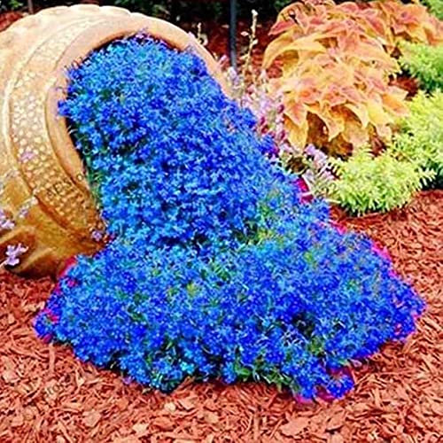 Benoon Semi di crescione roccioso, 500 pezzi/borsa Semi di crescione roccioso Facile da coltivare Copertura del terreno Fiore Semi di piante da pascolo multicolore per prato Blue