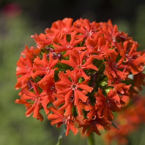 semillas de clavel rojo - jardín resistente balcón 50pcs