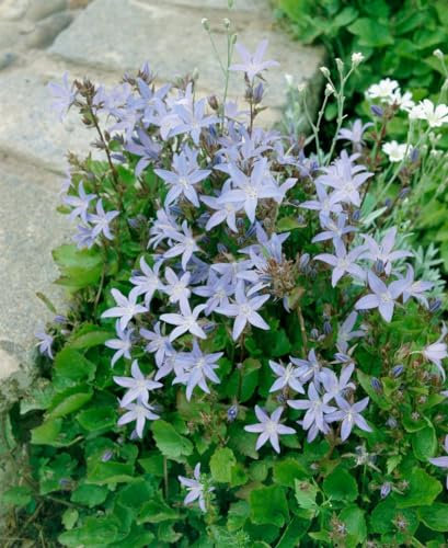 Campanula poscharskyana 'Lisduggan Variet.' 9x9 cm Topf – Winterhart, Mehrjährig, Pflegeleicht – Polsterglockenblume – Bodendecker für Steingarten & Beet