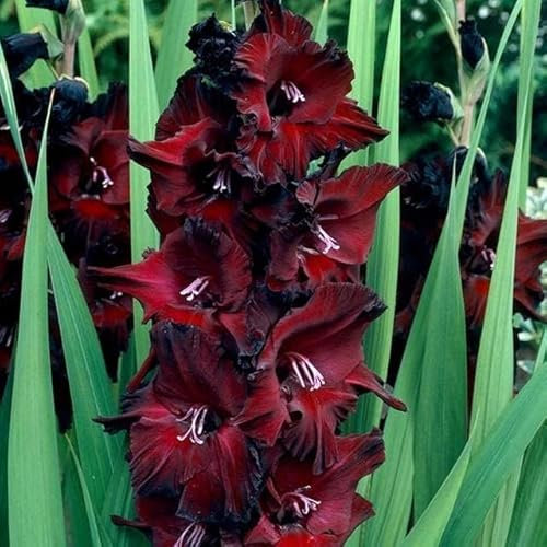 Riesen Gladiolen Super Black 10 Zwiebeln, Knollen